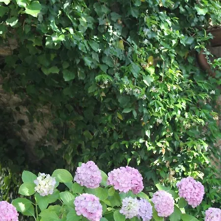 Clori